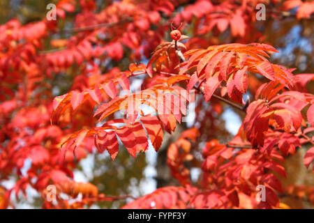 Üppige Rot Sorbus Blätter im Herbst Stockfoto