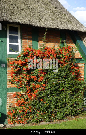 Pyracantha in einem Bauernhaus Stockfoto