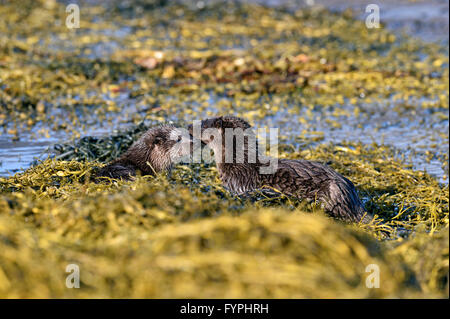 Holzaufkommens Otter (Lutra Lutra), Isle of Mull, Schottland, Vereinigtes Königreich Stockfoto