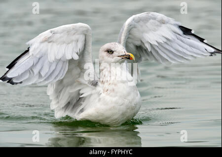 Silbermöwe (Larus Argentatus) flattern auf dem Wasser. UK Stockfoto