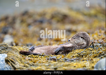 Holzaufkommens Otter (Lutra Lutra) schlafen auf Algen. Isle of Mull, Schottland, Vereinigtes Königreich Stockfoto