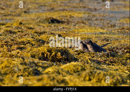 Zwei jungen des Holzaufkommens Otter (Lutra Lutra). Isle of Mull, Schottland, Vereinigtes Königreich Stockfoto