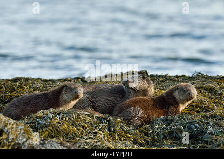 Familie von drei Holzaufkommens Fischotter (Lutra Lutra). Weibchen mit 2 Jungen. Isle of Mull, Schottland, Vereinigtes Königreich Stockfoto