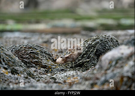 Holzaufkommens Otter (Lutra Lutra) ruht auf Algen Isle of Mull, Schottland, UK Stockfoto