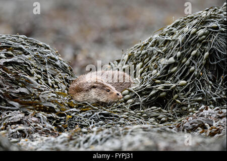 Holzaufkommens Otter (Lutra Lutra) ruht auf Algen. Isle of Mull, Schottland, Vereinigtes Königreich Stockfoto