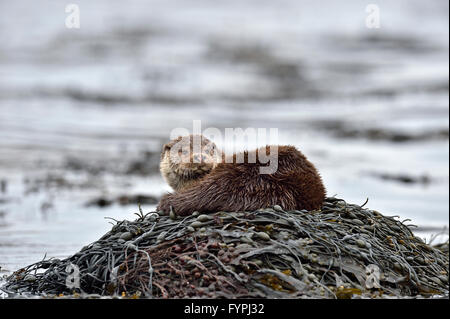 Holzaufkommens Otter (Lutra Lutra) ruht auf Algen. Isle of Mull, Schottland, Vereinigtes Königreich Stockfoto