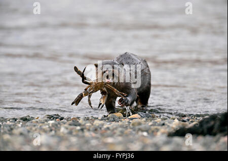 Holzaufkommens Otter (Lutra Lutra) mit einer Krabbe. Isle of Mull, Schottland, Vereinigtes Königreich Stockfoto