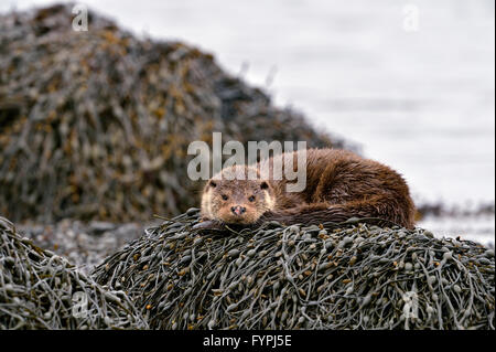 Holzaufkommens Otter (Lutra Lutra) ruht auf Algen. Isle of Mull, Schottland, Vereinigtes Königreich Stockfoto