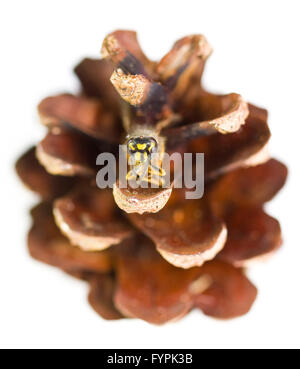 Tote Wespe In Tannenzapfen auf weißem Hintergrund Stockfoto