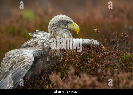 Erwachsenen Seeadler im Heidekraut Stockfoto