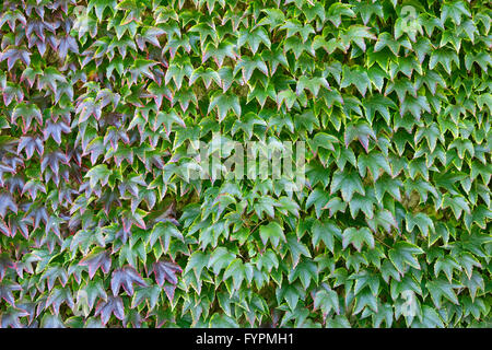 Eine Wand bedeckt in grün und rot gefärbten Efeu Stockfoto