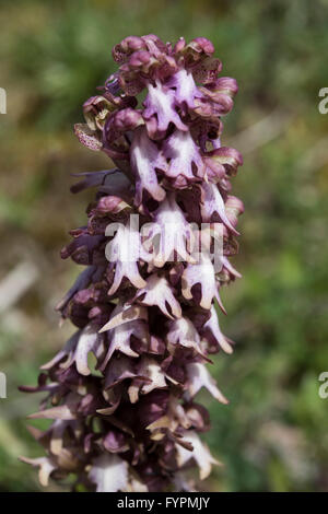 Himantoglossum Robertianum, Giant Orchid auf einem felsigen Straßenrand wachsen, Asturien, Nordspanien. April. Stockfoto