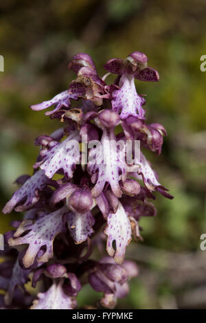 Himantoglossum Robertianum, Giant Orchid auf einem felsigen Straßenrand wachsen, Asturien, Nordspanien. April. Stockfoto