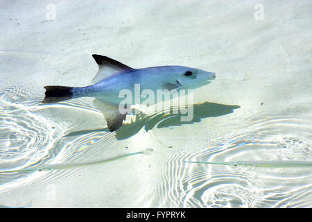 kleine Fische Isla Contoy Tag Welle Stockfoto