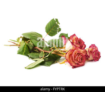 Rosa Rosen über den weißen Hintergrund getrocknet Stockfoto