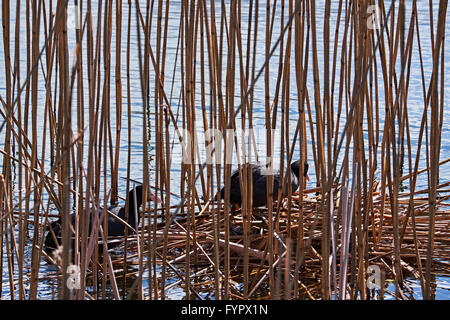 Blässhuhn paar Eingabe ein Nest gemacht Binsen schweben zwischen Schilf an einem See Stockfoto