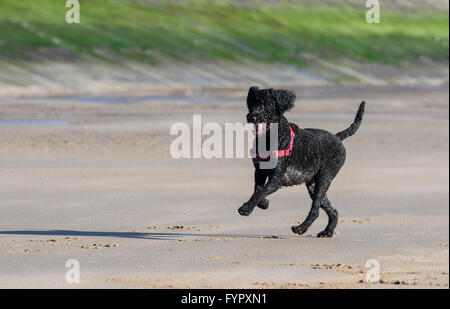 Schwarze Labradoodle Hund läuft an einem Sandstrand Stockfoto