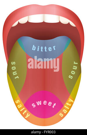 Zunge mit vier anderen Geschmack - bitter, süß, sauer und salzig. Abbildung auf weißem Hintergrund. Stockfoto