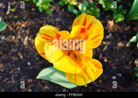 Nahaufnahme einer roten und gelben Triumph Tulpe nach dem Regen Stockfoto