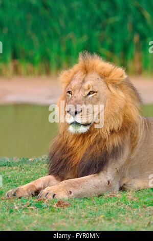 Löwe (Panthera Leo), Männlich, liegend in Rasen, Addo Elephant National Park, Eastern Cape, Südafrika Stockfoto