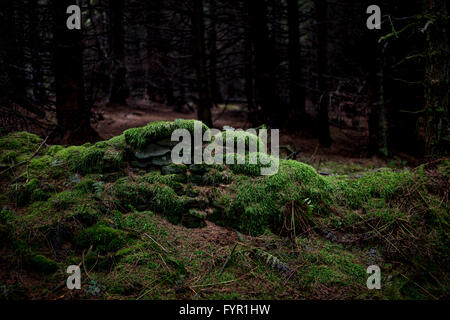 Steinmauer in Moos in einem Wald bedeckt Stockfoto