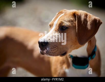 Pit Bull Terrier mix Welpe wartet auf Befehl Stockfoto