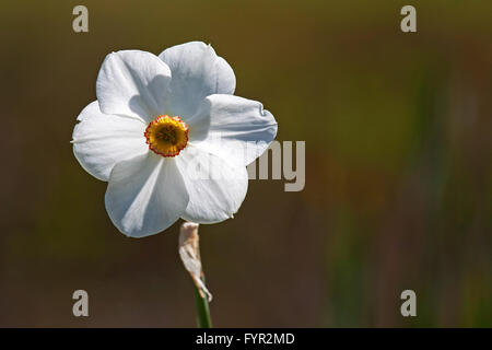 Dichter Narzisse (Narcissus Poeticus), Baden-Württemberg, Deutschland Stockfoto