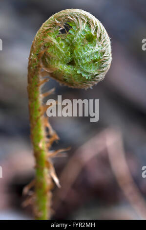 Zusammengerollt Farn Blatt, Strauß Farn (Matteuccia Struthiopteris), Bayern, Deutschland Stockfoto