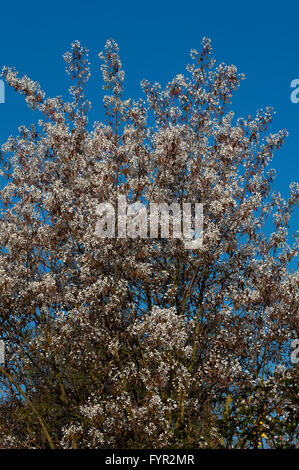 Blühende Eschen (Amelanchier Lamarckii), blauer Himmel, Bayern, Deutschland Stockfoto