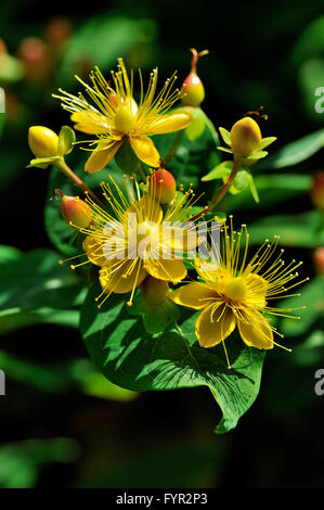 Johanniskraut Johanniskraut (Hypericum Inodorum), Blumen und Früchten, North Rhine-Westphalia, Deutschland Stockfoto