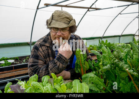 Dr. Nick Green Stuhl der Direktoren der unglaubliche essbar, einer Gemeinschaft nutzen Gesellschaft in einem Poly-Tunnel mit Produkten. Stockfoto