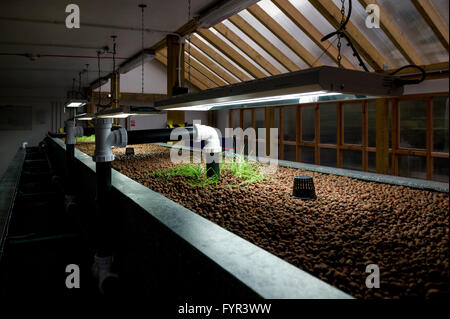 Aquaponics Tank in Toddmordon, Yorkshire, vorbereitet. Stockfoto