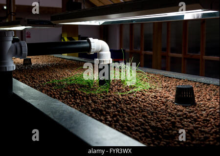 Aquaponics Tank in Toddmordon, Yorkshire, vorbereitet. Stockfoto