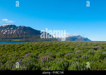 Skalanes Seydisfjordur Island Stockfoto