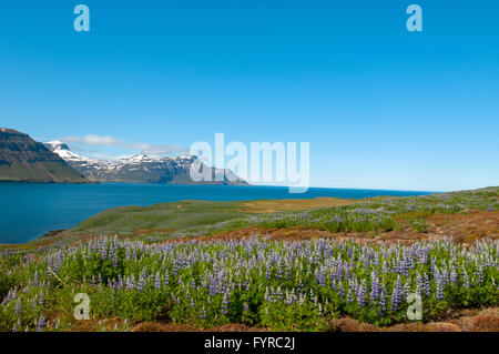 Skalanes Seydisfjordur Island Stockfoto