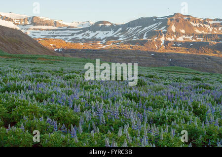 Skalanes Seydisfjordur Island Stockfoto