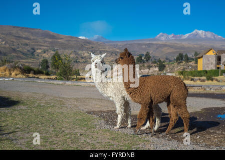 Peruanische Alpakas Stockfoto