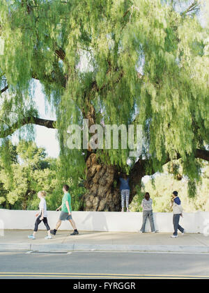 Allgemeine Atmosphäre im Balboa Park in San Diego am 12. Dezember 2015. Stockfoto