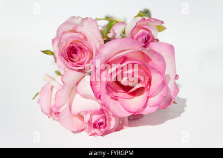 Haufen rosa Rosen auf weißem Hintergrund Stockfoto