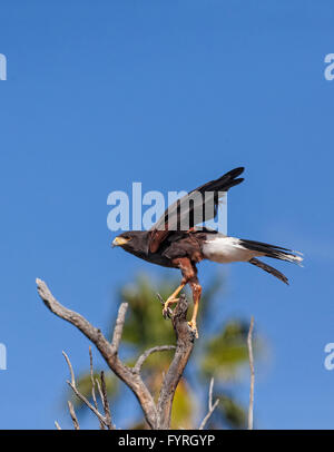 Der Harris Hawk, Parabuteo Unicinctus bekannt früher als Bay-Winged Hawk oder Altrosa Hawk in der Sonora-Wüste gesehen. Stockfoto