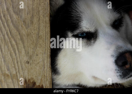 Eine schwangere Husky in einem Hundeschlitten-Camp in Quebec, Kanada. Stockfoto