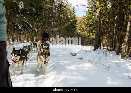 Ein Hundeschlitten-Camp in Plessisville, Quebec. Kanada. Stockfoto
