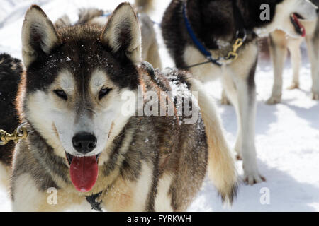 Ein Hundeschlitten-Camp in Plessisville, Quebec. Kanada. Stockfoto