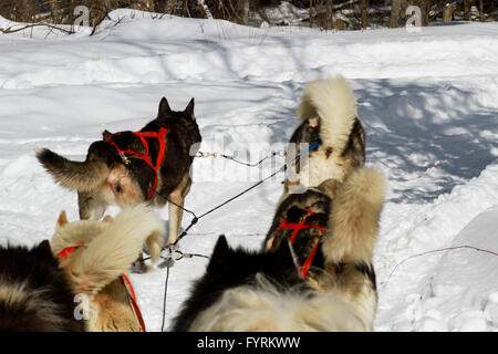 Ein Hundeschlitten-Camp in Plessisville, Quebec. Kanada. Stockfoto