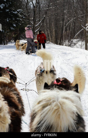 Ein Hundeschlitten-Camp in Plessisville, Quebec. Kanada. Stockfoto