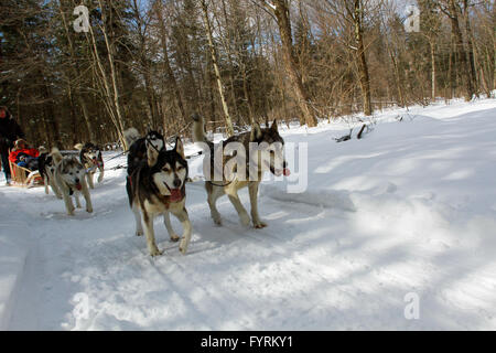 Ein Hundeschlitten-Camp in Plessisville, Quebec. Kanada. Stockfoto