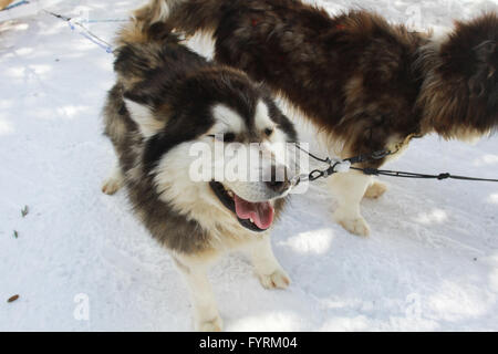 Ein Hundeschlitten-Camp in Plessisville, Quebec. Kanada. Stockfoto