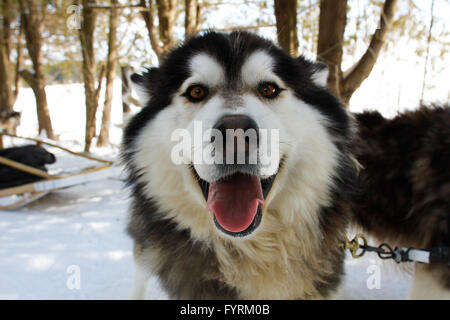 Ein Hundeschlitten-Camp in Plessisville, Quebec. Kanada. Stockfoto