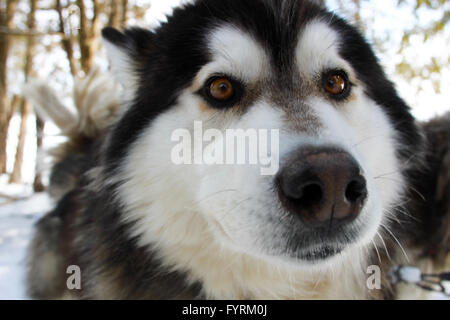 Ein Hundeschlitten-Camp in Plessisville, Quebec. Kanada. Stockfoto