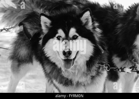 Ein Hundeschlitten-Camp in Plessisville, Quebec. Kanada. Stockfoto